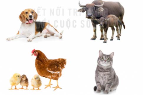  Tìm từ ngữ chỉ đặc điểm 