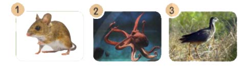 Gọi tên loài vật