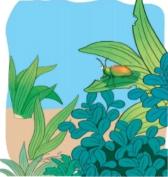 Cánh cam lạc mẹ