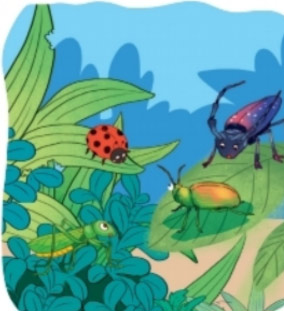 Cánh cam lạc mẹ