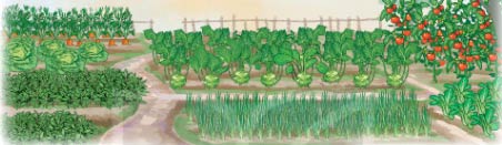 Sự tích cây thì là