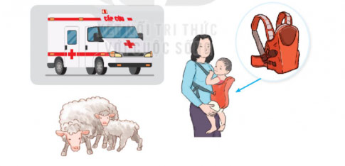 Chiếc rễ đa tròn