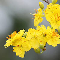 Soạn bài Hoa mai vàng trang 53