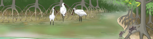 Rừng ngập mặn Cà Mau