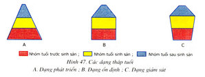 Soạn Sinh 9 Bài 47: Quần thể sinh vật Giải bài tập Sinh 9 trang 142