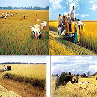 Lịch sử Địa lí lớp 4 Bài 9: Dân cư và hoạt động sản xuất ở vùng Đồng bằng Bắc Bộ