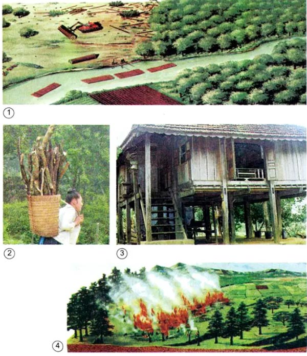 Rừng bị tàn phá