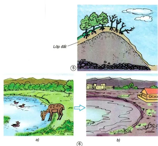 Rừng bị tàn phá