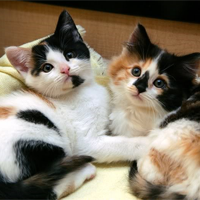 Đoạn văn tiếng Anh miêu tả con mèo (Dàn ý + 8 Mẫu)