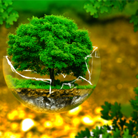 Sinh học 11 Bài 15: Cảm ứng ở thực vật