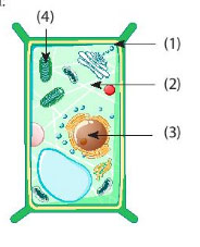 Tế bào thực vật