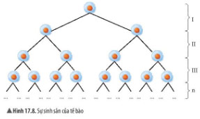Hình 17.8