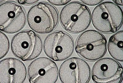 Tế bào biểu bì