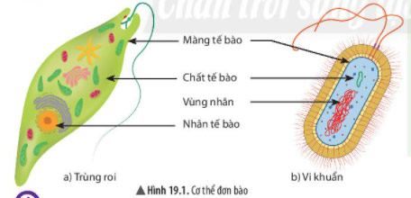 KHTN Lớp 6 Bài 19: Cơ thể đơn bào và cơ thể đa bào Giải sách Khoa học tự nhiên lớp 6 Chân trời sáng tạo trang 92