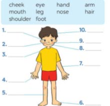 Body parts