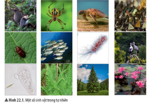 Hình 22.1