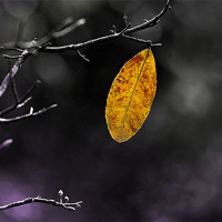 Truyện ngắn Chiếc lá cuối cùng