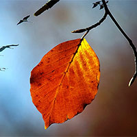 Đoạn văn cảm nhận về một nhân vật trong Chiếc lá cuối cùng (6 mẫu)