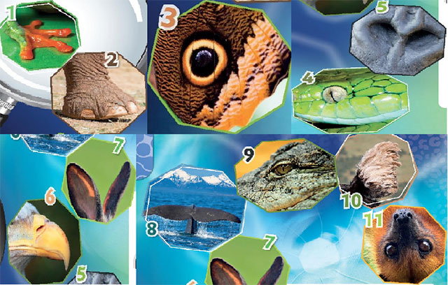 Play the Creature close-ups game