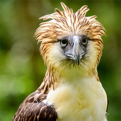 Philippine eagle