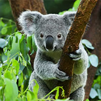 Tiếng Anh 6 Unit 3: Clil