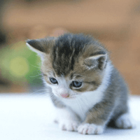 Tả con mèo (42 mẫu)