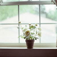 Đoạn văn cảm nhận nhân vật tôi trong Vừa nhắm mắt vừa mở cửa sổ (11 mẫu)