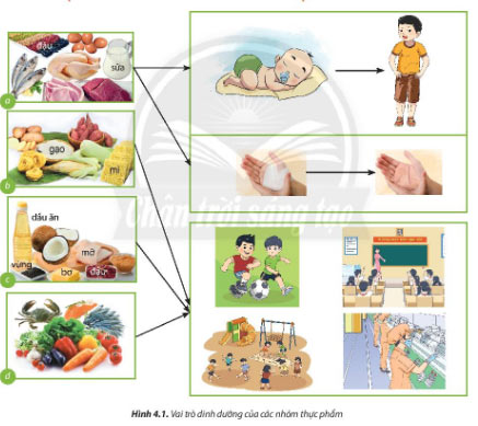 Công nghệ 6 Bài 4: Thực phẩm và dinh dưỡng Giải Công nghệ lớp 6 Bài 4 trang 25 sách Chân trời sáng tạo