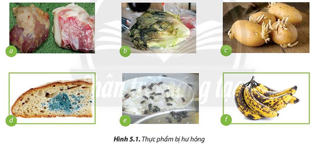 Công nghệ 6 Bài 5: Bảo quản và chế biến thực phẩm trong gia đình Giải Công nghệ lớp 6 Bài 5 trang 33 sách Chân trời sáng tạo