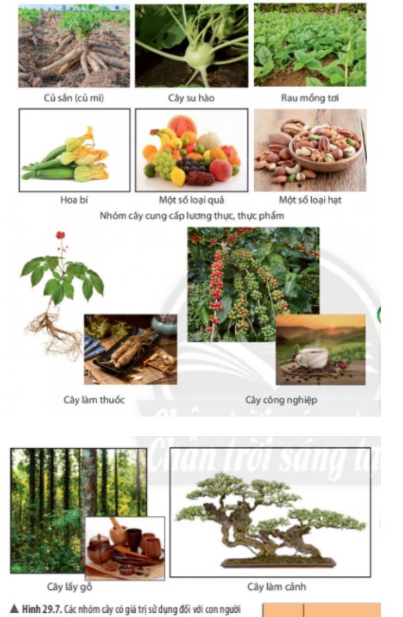 Hình 29.7