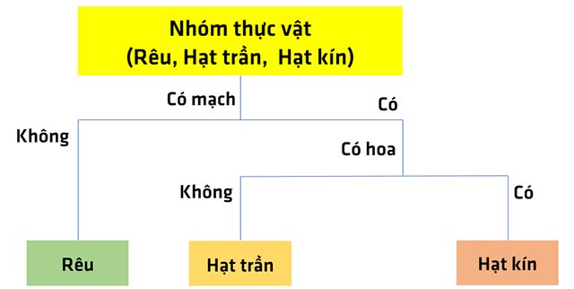 Sơ đồ khóa lưỡng phân