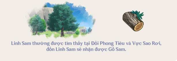 Gỗ linh sam