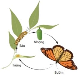Sâu bướm
