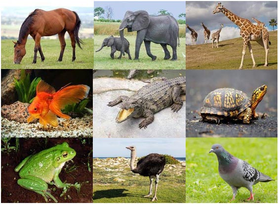 Động vật ngoài thiên nhiên
