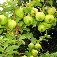 Viết: Trả bài văn miêu tả cây cối - Tiếng Việt 4 Chân trời sáng tạo