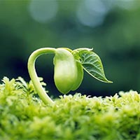 KHTN Lớp 6 Bài 32: Thực hành quan sát và phân loại thực vật ngoài thiên nhiên