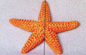 Trục đối xứng