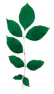 Trục đối xứng