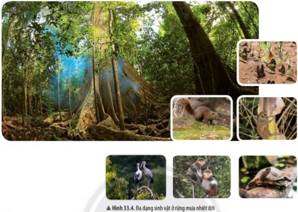 Hình 33.4