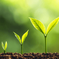 Chứng minh câu tục ngữ Ăn quả nhớ kẻ trồng cây (3 Dàn ý + 18 mẫu)