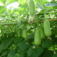 Giải thích bài ca dao Bầu ơi thương lấy bí cùng (4 Dàn ý + 22 mẫu)