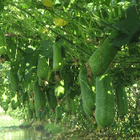 Văn mẫu lớp 7: Chứng minh câu ca dao Bầu ơi thương lấy bí cùng