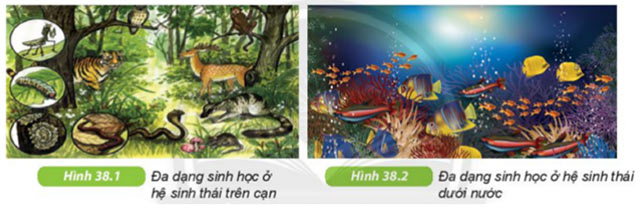 Hình 38.1 và 38.2