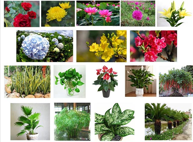 Đáp án bài tập cuối khóa Module 9 môn Công nghệ