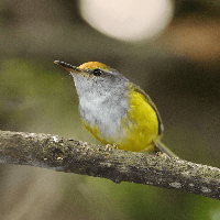 Viết đoạn văn cảm nhận về nhân vật Dế Vần trong Chích bông ơi