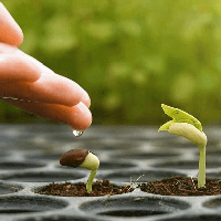 Dàn ý giải thích câu tục ngữ Ăn quả nhớ kẻ trồng cây (4 mẫu)