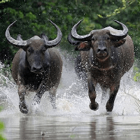 Viết đoạn văn tả con trâu (8 mẫu)