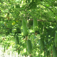 Văn mẫu lớp 7: Dàn ý giải thích bài ca dao Bầu ơi thương lấy bí cùng (4 mẫu)