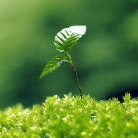 Văn mẫu lớp 7: Đoạn văn chứng minh câu tục ngữ Một cây làm chẳng nên non (3 mẫu) 