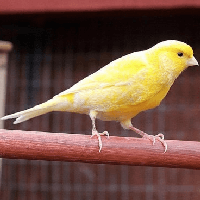 Tập làm văn lớp 2: Tả về loài chim hoàng yến (5 mẫu) 